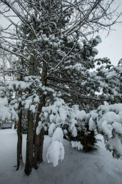 Winter landscape and snowfall in Cerdagne, Pyrenees, France.
