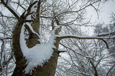 Winter landscape and snowfall in Cerdagne, Pyrenees, France.