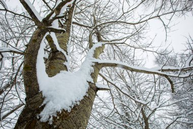 Winter landscape and snowfall in Cerdagne, Pyrenees, France.
