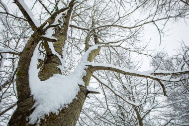 Winter landscape and snowfall in Cerdagne, Pyrenees, France.