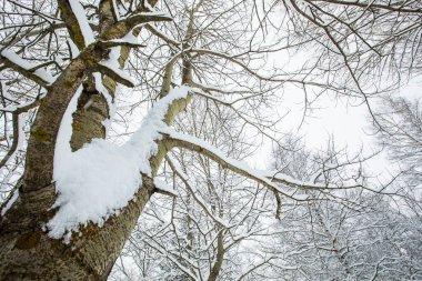 Winter landscape and snowfall in Cerdagne, Pyrenees, France.