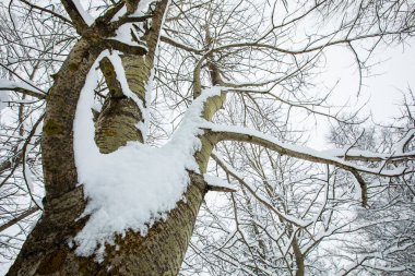 Winter landscape and snowfall in Cerdagne, Pyrenees, France.