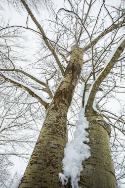 Winter landscape and snowfall in Cerdagne, Pyrenees, France.