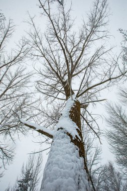 Winter landscape and snowfall in Cerdagne, Pyrenees, France.