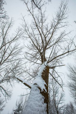 Winter landscape and snowfall in Cerdagne, Pyrenees, France.