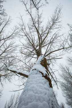 Winter landscape and snowfall in Cerdagne, Pyrenees, France.