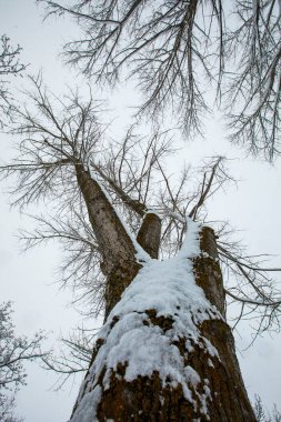 Winter landscape and snowfall in Cerdagne, Pyrenees, France.