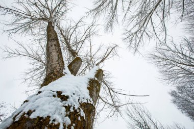 Winter landscape and snowfall in Cerdagne, Pyrenees, France.