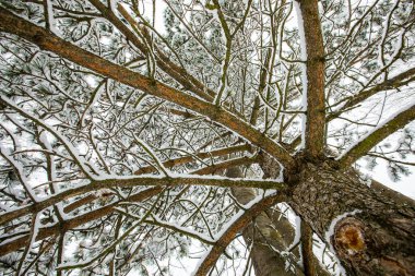 Winter landscape and snowfall in Cerdagne, Pyrenees, France.