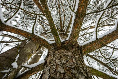 Winter landscape and snowfall in Cerdagne, Pyrenees, France.