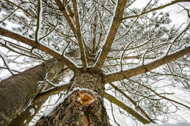 Winter landscape and snowfall in Cerdagne, Pyrenees, France.
