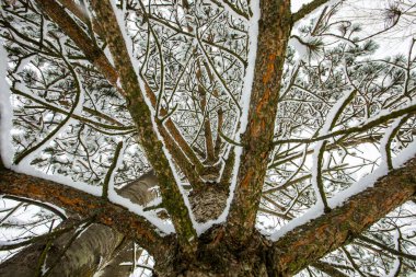Winter landscape and snowfall in Cerdagne, Pyrenees, France.