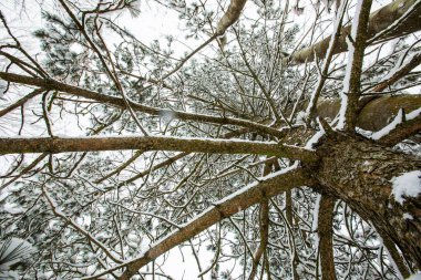 Winter landscape and snowfall in Cerdagne, Pyrenees, France.