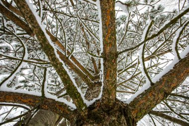 Winter landscape and snowfall in Cerdagne, Pyrenees, France.