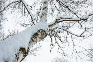 Winter landscape and snowfall in Cerdagne, Pyrenees, France.