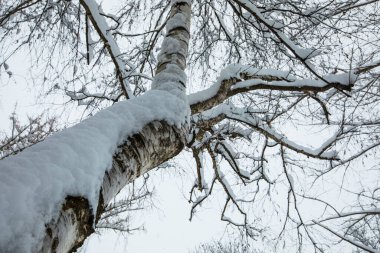 Winter landscape and snowfall in Cerdagne, Pyrenees, France.