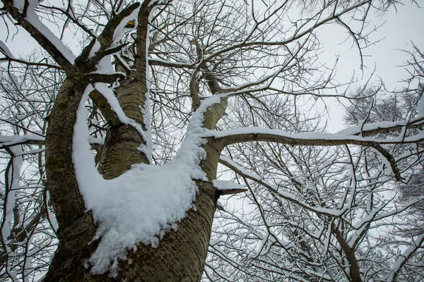 Winter landscape and snowfall in Cerdagne, Pyrenees, France.
