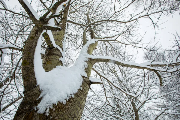Winter landscape and snowfall in Cerdagne, Pyrenees, France.