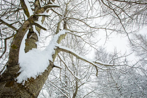Winter landscape and snowfall in Cerdagne, Pyrenees, France.