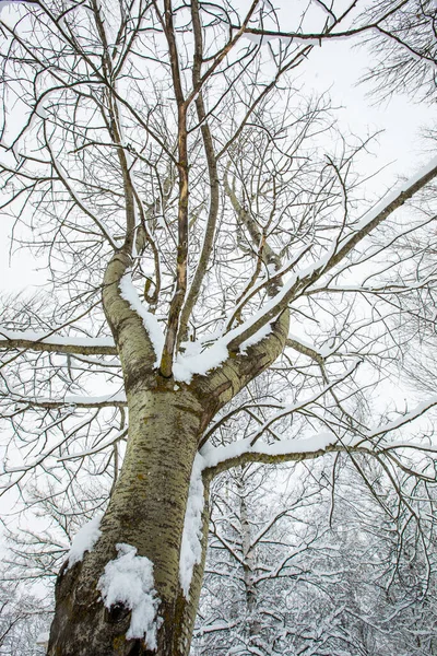 Winter landscape and snowfall in Cerdagne, Pyrenees, France.