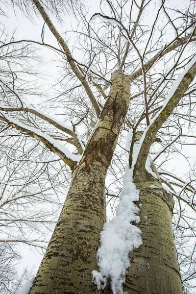 Winter landscape and snowfall in Cerdagne, Pyrenees, France.