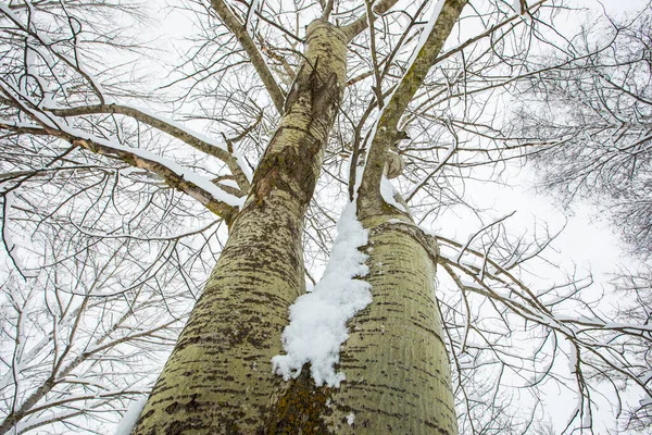 Winter landscape and snowfall in Cerdagne, Pyrenees, France.