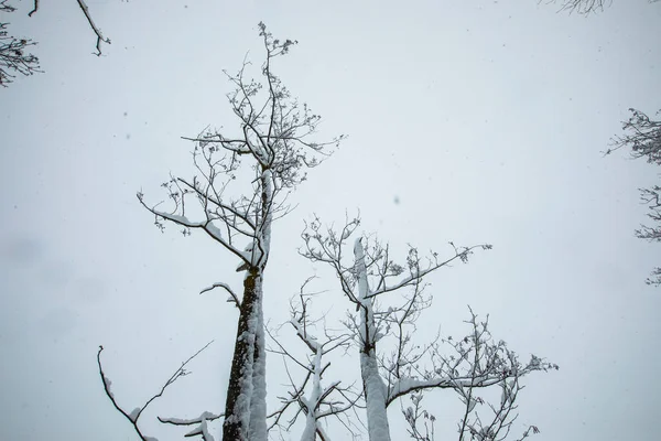 Winter Landscape Snowfall Cerdagne Pyrenees France — 스톡 사진