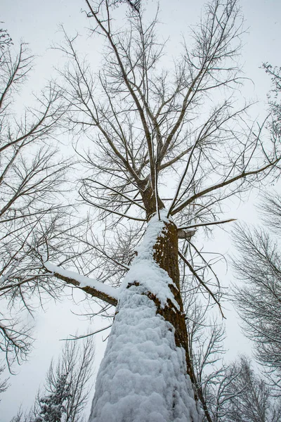 Winter Landscape Snowfall Cerdagne Pyrenees France - Stock-foto