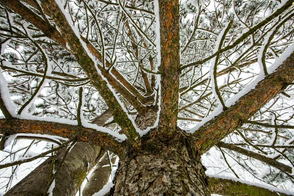 Winter landscape and snowfall in Cerdagne, Pyrenees, France.