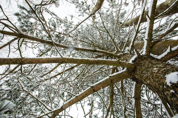 Winter landscape and snowfall in Cerdagne, Pyrenees, France.