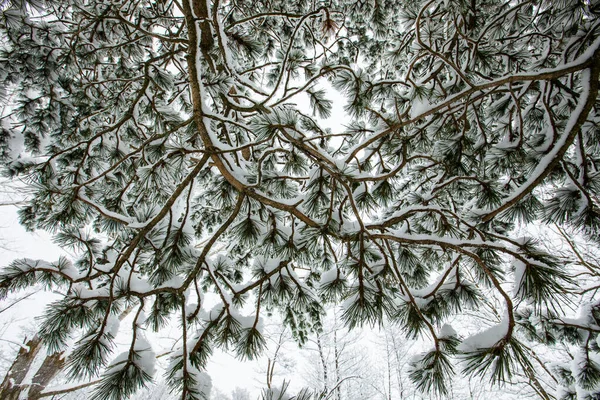 Winter Landscape Snowfall Cerdagne Pyrenees France — Stockfoto