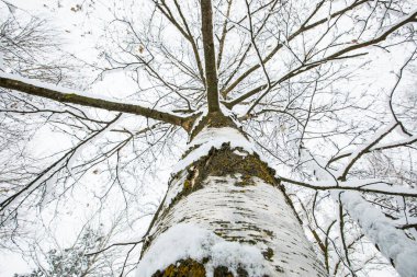 Winter landscape and snowfall in Cerdagne, Pyrenees, France.