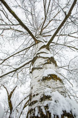 Winter landscape and snowfall in Cerdagne, Pyrenees, France.
