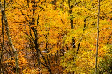 Sonbahar Ordesa ve Monte Perdido Ulusal Parkı, İspanya