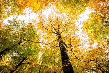 Sonbahar Ordesa ve Monte Perdido Ulusal Parkı, İspanya