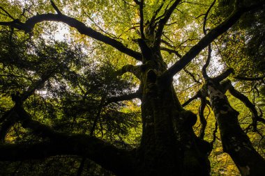 Sonbahar Ordesa ve Monte Perdido Ulusal Parkı, İspanya