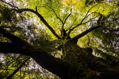 Sonbahar Ordesa ve Monte Perdido Ulusal Parkı, İspanya