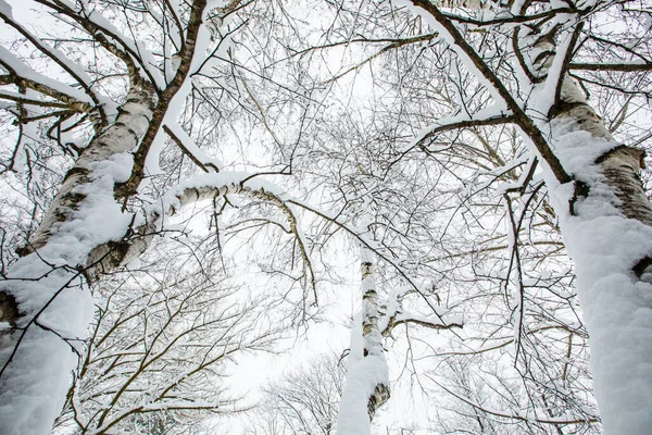 Winter Landscape Snowfall Cerdagne Pyrenees France — Photo