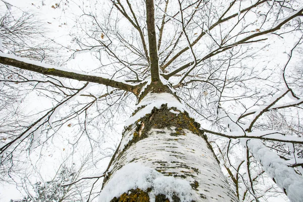 Winter landscape and snowfall in Cerdagne, Pyrenees, France.