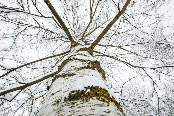 Winter landscape and snowfall in Cerdagne, Pyrenees, France.