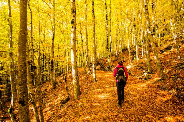 Sonbaharda Ordesa ve Monte Perdido Ulusal Parkı 'nda genç bir kadın.