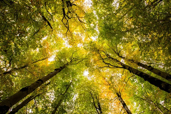 Otoño Parque Nacional Ordesa Monte Perdido España — Foto de Stock