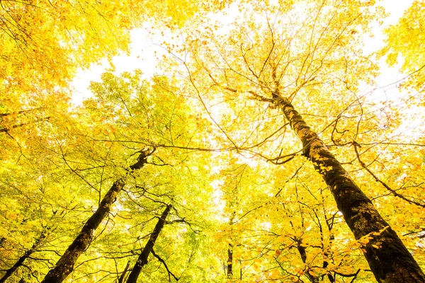 Sonbahar Ordesa ve Monte Perdido Ulusal Parkı, İspanya