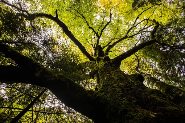 Sonbahar Ordesa ve Monte Perdido Ulusal Parkı, İspanya
