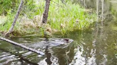 Hinton Town, Alberta, Kanada 'da kunduz sahnesi.