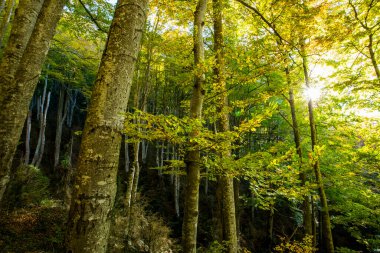 La Fageda D En Jorda Ormanı 'nda sonbahar, La Garrotxa, Kuzey İspanya.