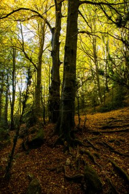 La Fageda D En Jorda Ormanı 'nda sonbahar, La Garrotxa, Kuzey İspanya.