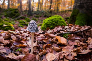 La Fageda D En Jorda Ormanı 'nda sonbahar, La Garrotxa, Kuzey İspanya.