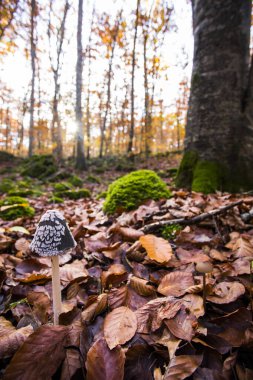 La Fageda D En Jorda Ormanı 'nda sonbahar, La Garrotxa, Kuzey İspanya.