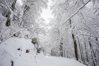Winter landscape and snowfall in La Grevolosa forest, Osona, Barcelona, northern Spain.